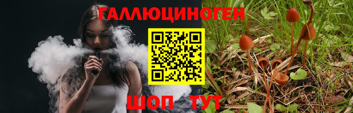 Псилоцибиновые грибы Psilocybine cubensis Беслан